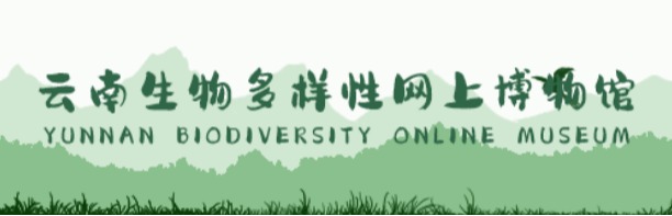 拱猪