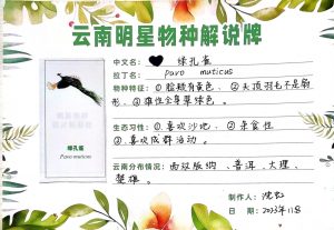 拱猪