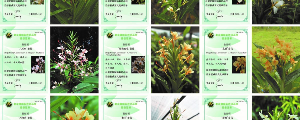 拱猪